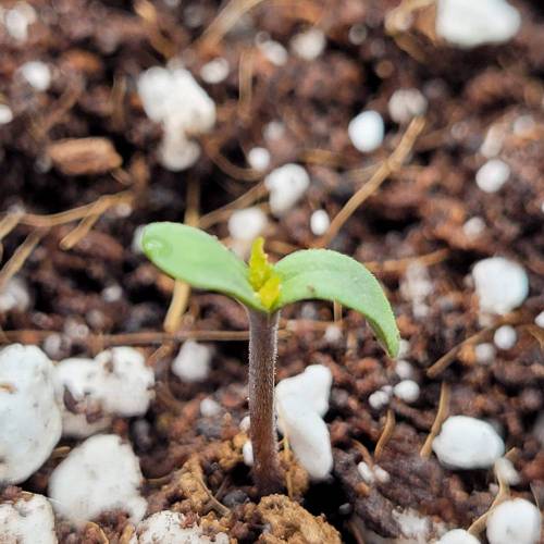 AUTO time pt.deux ( DUTCH PASSION). Week 1