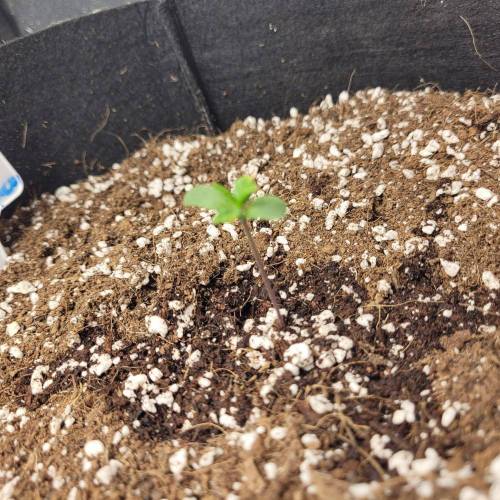 AUTO time pt.deux ( DUTCH PASSION). Week 2 - day 6 