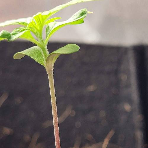 AUTO time pt.deux ( DUTCH PASSION). Week 2 - Day 14