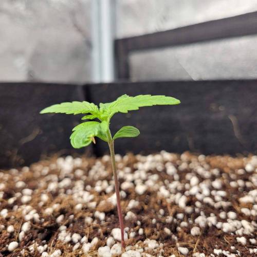 AUTO time pt.deux ( DUTCH PASSION). Week 2 - Day 14