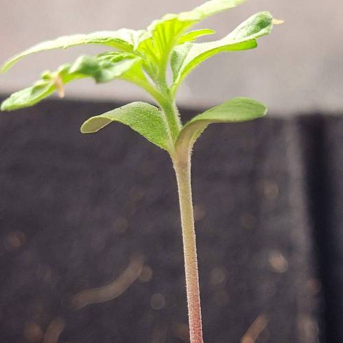 AUTO time pt.deux ( DUTCH PASSION). Week 2 - Day 14