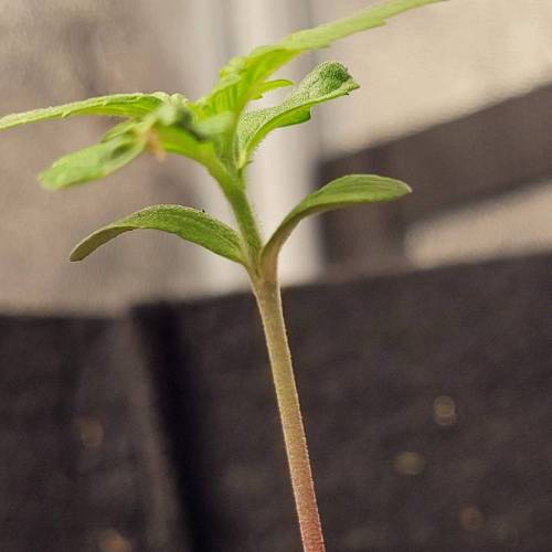 AUTO time pt.deux ( DUTCH PASSION). Week 2 - Day 14