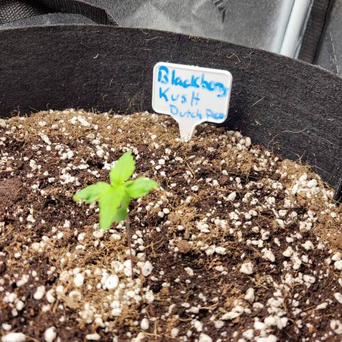 AUTO time pt.deux ( DUTCH PASSION). Week 2 - Day 14