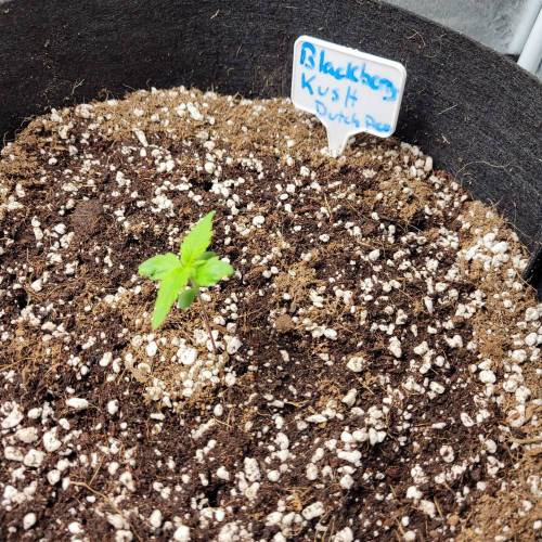 AUTO time pt.deux ( DUTCH PASSION). Week 2 - Day 14