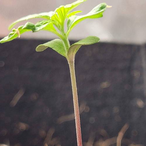 AUTO time pt.deux ( DUTCH PASSION). Week 2 - Day 14