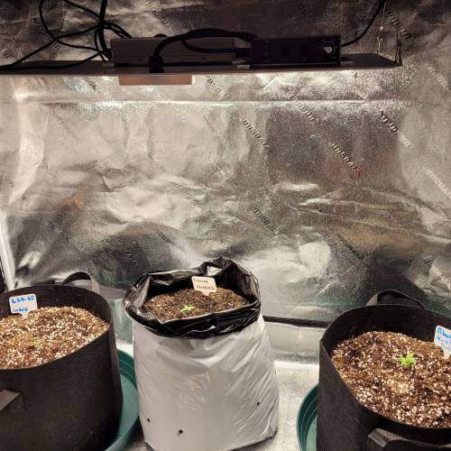 AUTO time pt.deux ( DUTCH PASSION). Week 2 - Day 14