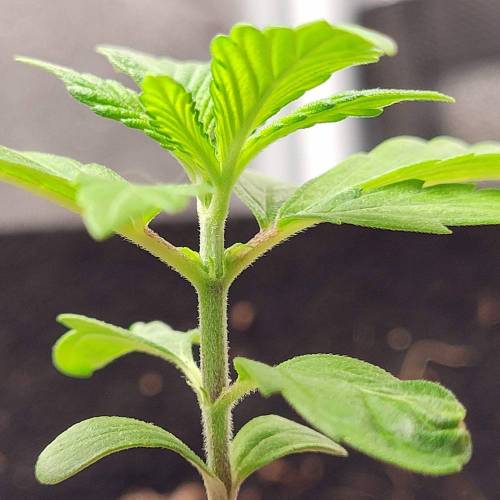 AUTO time pt.deux ( DUTCH PASSION). Week 3 - Day 24