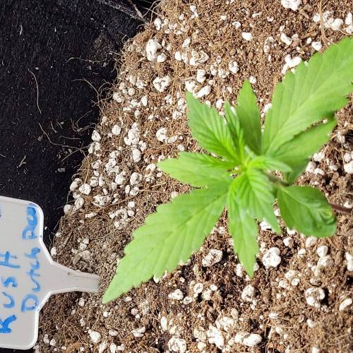 AUTO time pt.deux ( DUTCH PASSION). Week 3 - Day 24