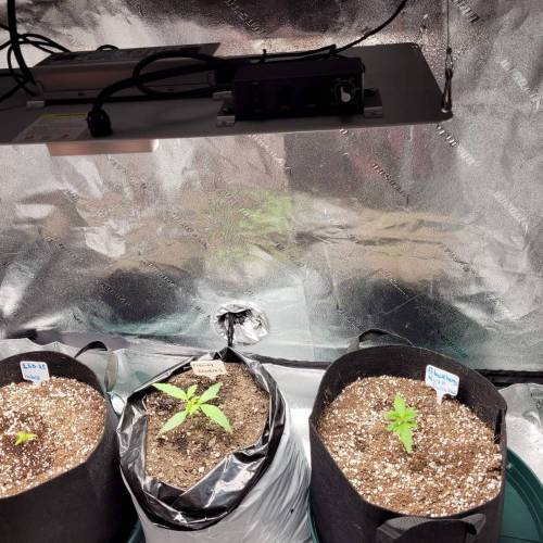 AUTO time pt.deux ( DUTCH PASSION). Week 3 - Day 24