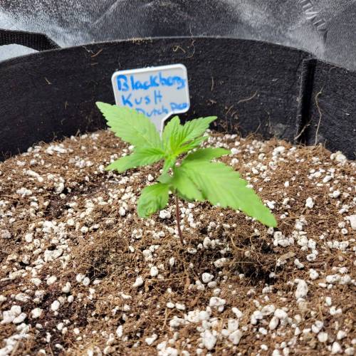 AUTO time pt.deux ( DUTCH PASSION). Week 3 - Day 24