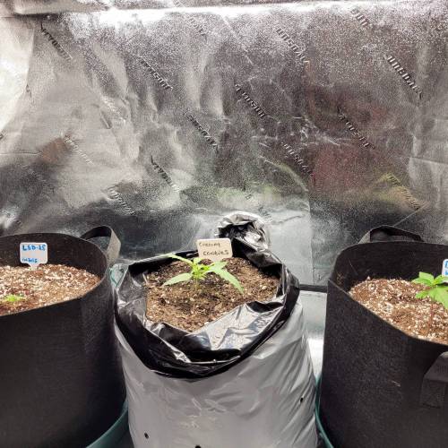 AUTO time pt.deux ( DUTCH PASSION). Week 3 - Day 24