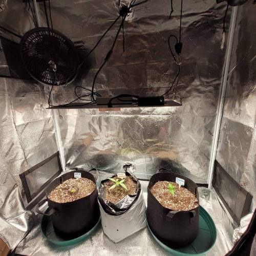 AUTO time pt.deux ( DUTCH PASSION). Week 3 - Day 24