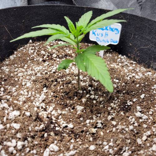 AUTO time pt.deux ( DUTCH PASSION). Week 4