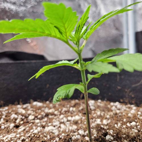 AUTO time pt.deux ( DUTCH PASSION). Week 4