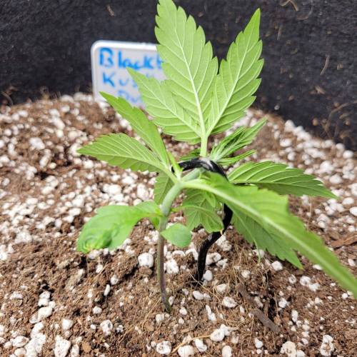 AUTO time pt.deux ( DUTCH PASSION). Week 4