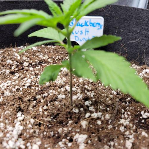 AUTO time pt.deux ( DUTCH PASSION). Week 4