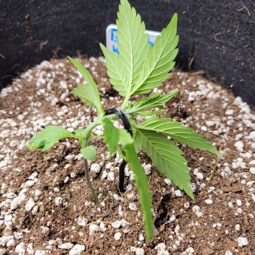 AUTO time pt.deux ( DUTCH PASSION). Week 4