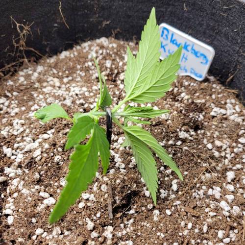 AUTO time pt.deux ( DUTCH PASSION). Week 4