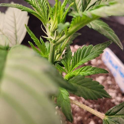 AUTO time pt.deux ( DUTCH PASSION). Week 5