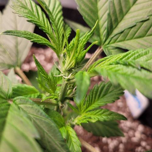 AUTO time pt.deux ( DUTCH PASSION). Week 5