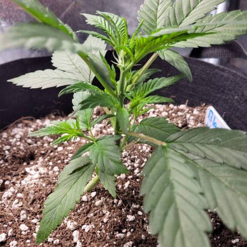 AUTO time pt.deux ( DUTCH PASSION). Week 5