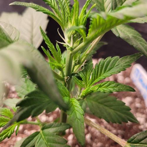 AUTO time pt.deux ( DUTCH PASSION). Week 5