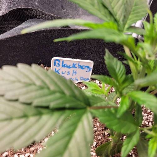 AUTO time pt.deux ( DUTCH PASSION). Week 5