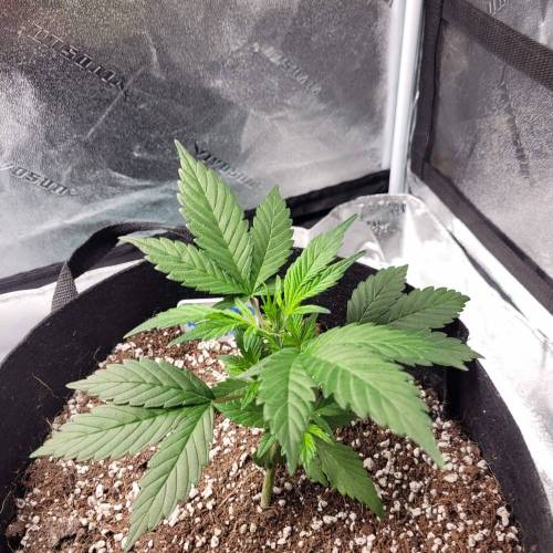 AUTO time pt.deux ( DUTCH PASSION). Week 5