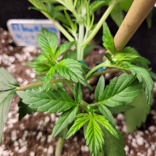 AUTO time pt.deux ( DUTCH PASSION). Week 5