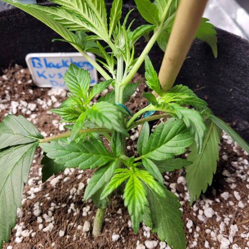 AUTO time pt.deux ( DUTCH PASSION). Week 5