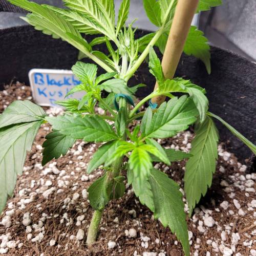 AUTO time pt.deux ( DUTCH PASSION). Week 5