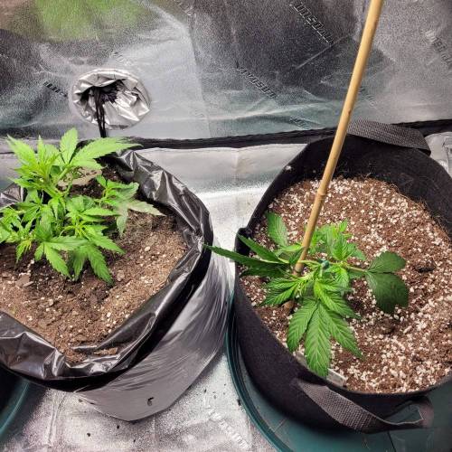 AUTO time pt.deux ( DUTCH PASSION). Week 5