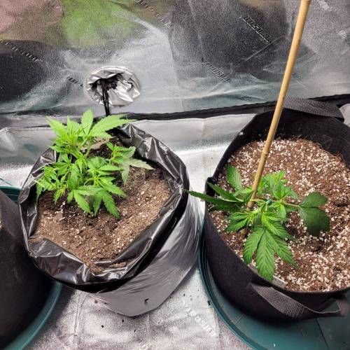 AUTO time pt.deux ( DUTCH PASSION). Week 5