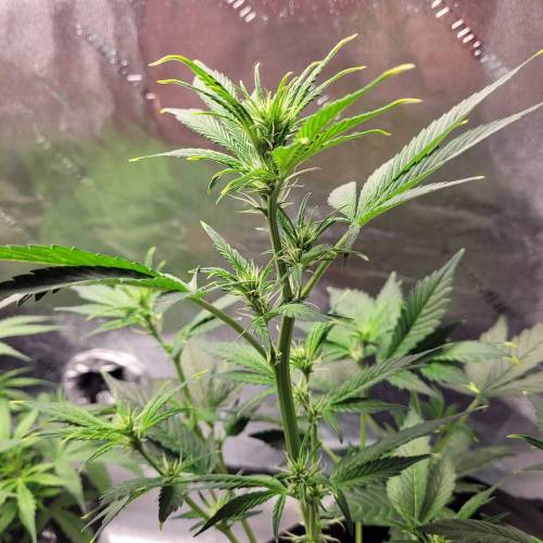 AUTO time pt.deux ( DUTCH PASSION). Week 6