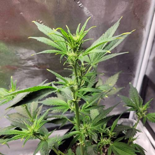 AUTO time pt.deux ( DUTCH PASSION). Week 6