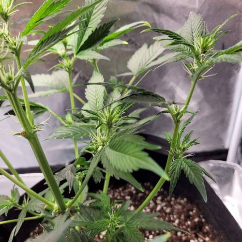 AUTO time pt.deux ( DUTCH PASSION). Week 6