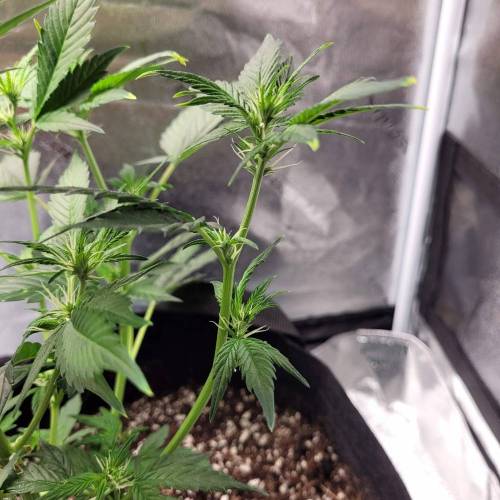 AUTO time pt.deux ( DUTCH PASSION). Week 6