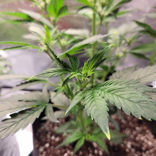 AUTO time pt.deux ( DUTCH PASSION). Week 6