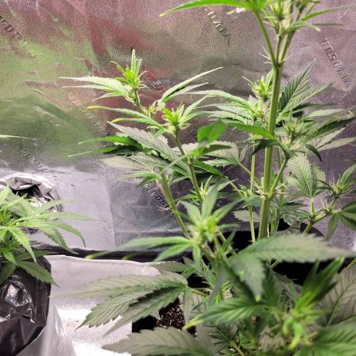 AUTO time pt.deux ( DUTCH PASSION). Week 6