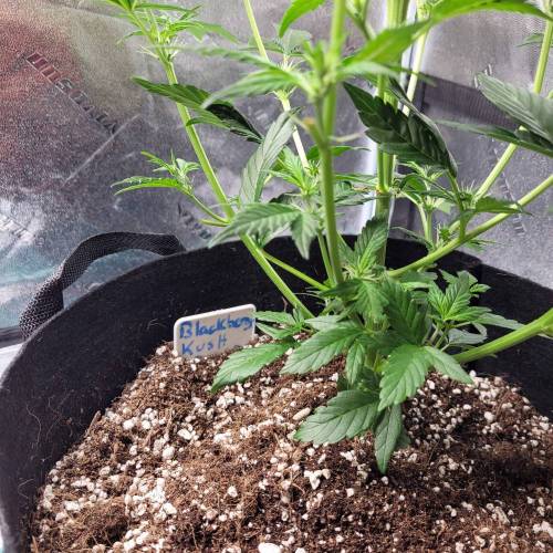 AUTO time pt.deux ( DUTCH PASSION). Week 6