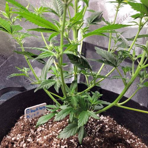 AUTO time pt.deux ( DUTCH PASSION). Week 6