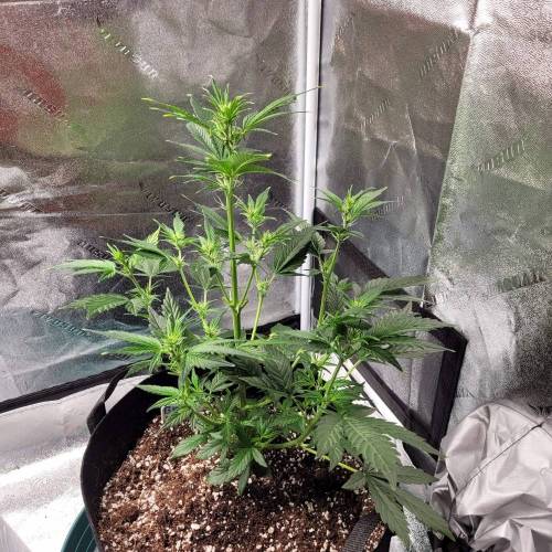 AUTO time pt.deux ( DUTCH PASSION). Week 6