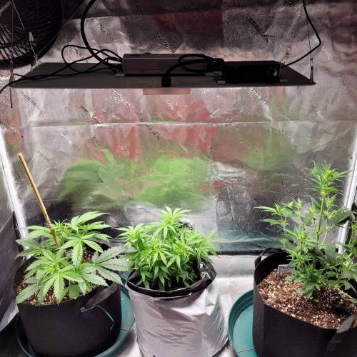 AUTO time pt.deux ( DUTCH PASSION). Week 6