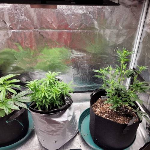 AUTO time pt.deux ( DUTCH PASSION). Week 6