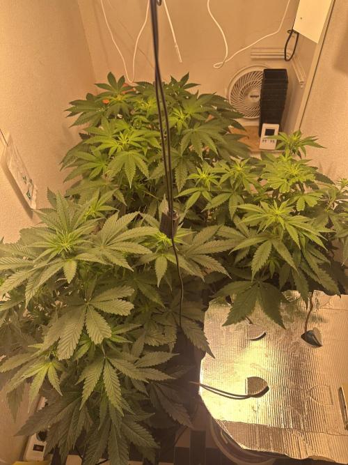 Apple Fritter Barney’s Farm. Week 2 - Before pruning 