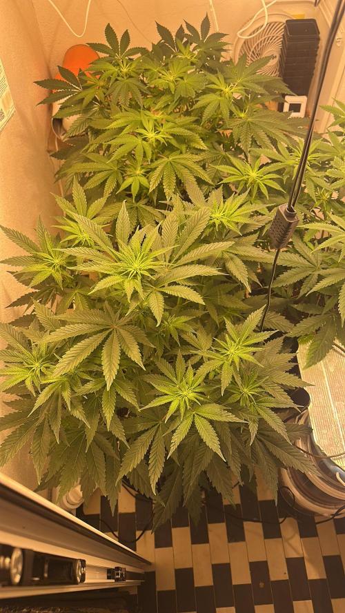 Apple Fritter Barney’s Farm. Week 2