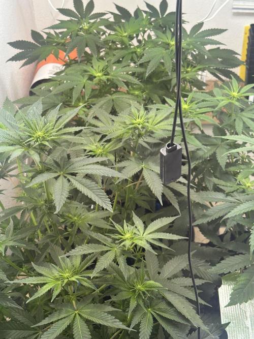 Apple Fritter Barney’s Farm. Week 2