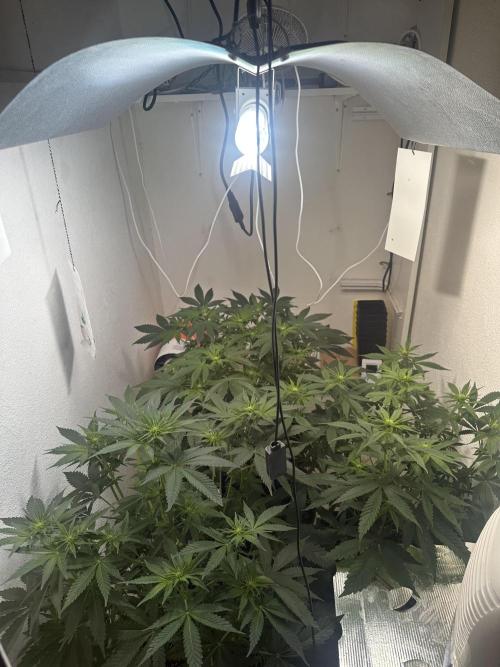 Apple Fritter Barney’s Farm. Week 2 - After little pruning