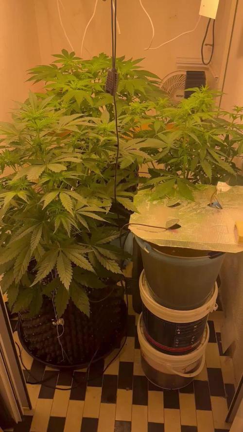 Apple Fritter Barney’s Farm