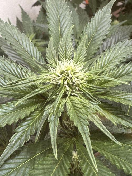 Apple Fritter Barney’s Farm. Week 3